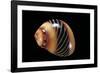 Neritina Communis-Paul Starosta-Framed Photographic Print