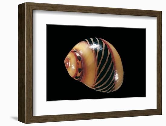 Neritina Communis-Paul Starosta-Framed Photographic Print