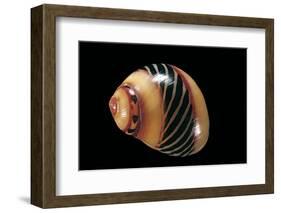 Neritina Communis-Paul Starosta-Framed Photographic Print