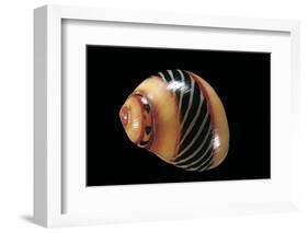 Neritina Communis-Paul Starosta-Framed Photographic Print