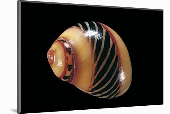 Neritina Communis-Paul Starosta-Mounted Photographic Print