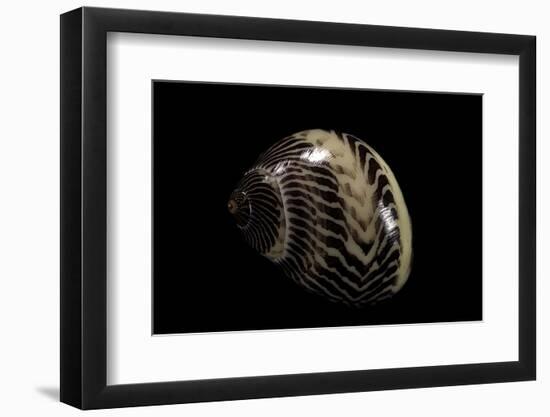 Neritina Communis-Paul Starosta-Framed Photographic Print