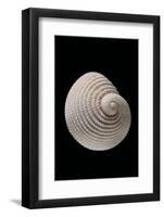 Neritopsis Radula-Paul Starosta-Framed Photographic Print