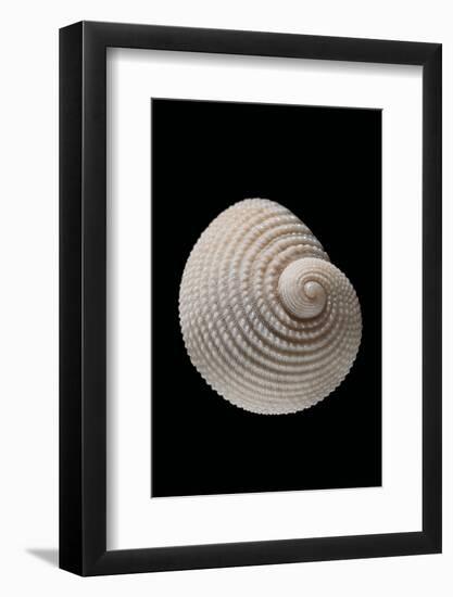 Neritopsis Radula-Paul Starosta-Framed Photographic Print