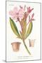 Nerium Oleander El Bubro, Plate Xlviii, from L'antotrofia Ossia La Coltivazione De'fiori by Antonio-Italian School-Mounted Giclee Print