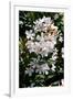 Nerium Oleander, Pink Laurel (Photo)-null-Framed Giclee Print