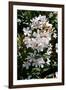 Nerium Oleander, Pink Laurel (Photo)-null-Framed Giclee Print