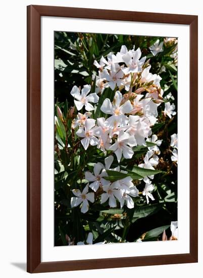 Nerium Oleander, Pink Laurel (Photo)-null-Framed Giclee Print