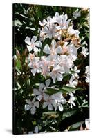 Nerium Oleander, Pink Laurel (Photo)-null-Stretched Canvas