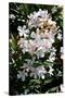 Nerium Oleander, Pink Laurel (Photo)-null-Stretched Canvas