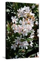 Nerium Oleander, Pink Laurel (Photo)-null-Stretched Canvas