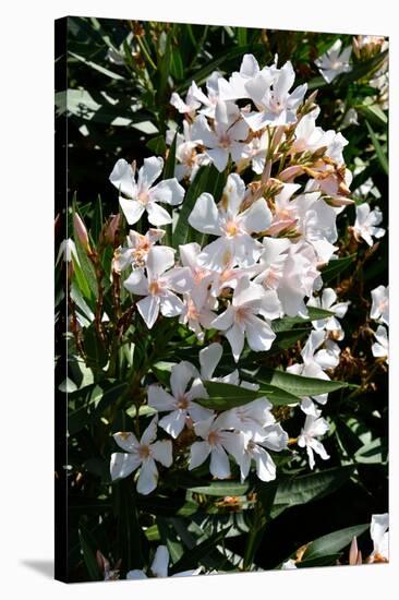 Nerium Oleander, Pink Laurel (Photo)-null-Stretched Canvas