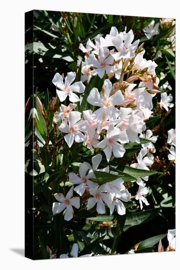 Nerium Oleander, Pink Laurel (Photo)-null-Stretched Canvas