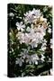 Nerium Oleander, Pink Laurel (Photo)-null-Stretched Canvas