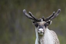 Reindeer Portrait-nerkz-Stretched Canvas