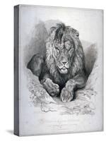 Nero, a Lion from Senegal, Now Exhibiting in the Tower of London, 1814-Edwin Henry Landseer-Stretched Canvas