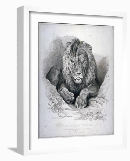 Nero, a Lion from Senegal, Now Exhibiting in the Tower of London, 1814-Edwin Henry Landseer-Framed Giclee Print