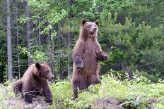 Standing Young Grizzly-nero-Stretched Canvas