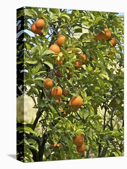 Neroli Orange Flowers and Oranges in Gardens of Reales Alcazares, Seville-Guy Thouvenin-Stretched Canvas