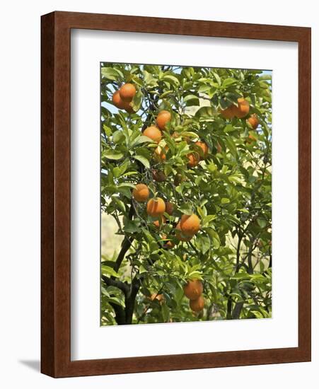 Neroli Orange Flowers and Oranges in Gardens of Reales Alcazares, Seville-Guy Thouvenin-Framed Photographic Print