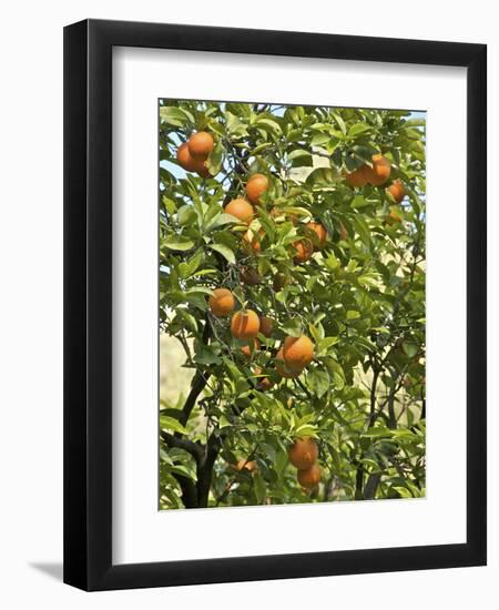 Neroli Orange Flowers and Oranges in Gardens of Reales Alcazares, Seville-Guy Thouvenin-Framed Photographic Print