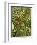 Neroli Orange Flowers and Oranges in Gardens of Reales Alcazares, Seville-Guy Thouvenin-Framed Photographic Print