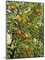 Neroli Orange Flowers and Oranges in Gardens of Reales Alcazares, Seville-Guy Thouvenin-Mounted Photographic Print