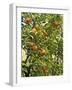 Neroli Orange Flowers and Oranges in Gardens of Reales Alcazares, Seville-Guy Thouvenin-Framed Photographic Print