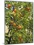 Neroli Orange Flowers and Oranges in Gardens of Reales Alcazares, Seville-Guy Thouvenin-Mounted Photographic Print