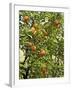 Neroli Orange Flowers and Oranges in Gardens of Reales Alcazares, Seville-Guy Thouvenin-Framed Photographic Print