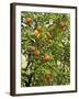 Neroli Orange Flowers and Oranges in Gardens of Reales Alcazares, Seville-Guy Thouvenin-Framed Photographic Print