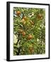 Neroli Orange Flowers and Oranges in Gardens of Reales Alcazares, Seville-Guy Thouvenin-Framed Photographic Print
