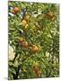 Neroli Orange Flowers and Oranges in Gardens of Reales Alcazares, Seville-Guy Thouvenin-Mounted Photographic Print