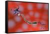 Nerve Anatomy-Jose Antonio-Framed Stretched Canvas