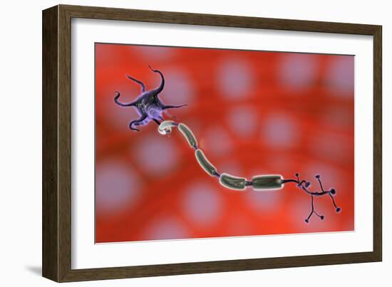 Nerve Anatomy-Jose Antonio-Framed Photographic Print