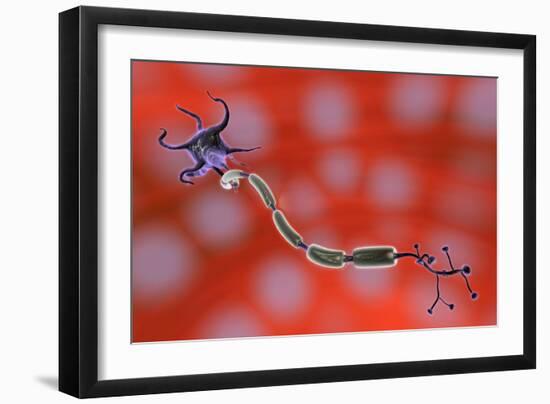 Nerve Anatomy-Jose Antonio-Framed Photographic Print