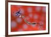 Nerve Anatomy-Jose Antonio-Framed Photographic Print