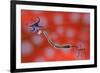 Nerve Anatomy-Jose Antonio-Framed Photographic Print