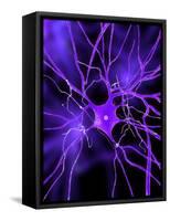 Nerve Cell, Artwork-SCIEPRO-Framed Stretched Canvas