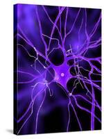 Nerve Cell, Artwork-SCIEPRO-Stretched Canvas