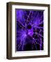 Nerve Cell, Artwork-SCIEPRO-Framed Premium Photographic Print