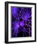 Nerve Cell, Artwork-SCIEPRO-Framed Premium Photographic Print