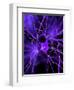 Nerve Cell, Artwork-SCIEPRO-Framed Premium Photographic Print