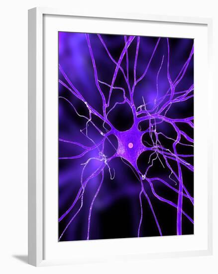 Nerve Cell, Artwork-SCIEPRO-Framed Photographic Print