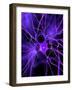 Nerve Cell, Artwork-SCIEPRO-Framed Photographic Print