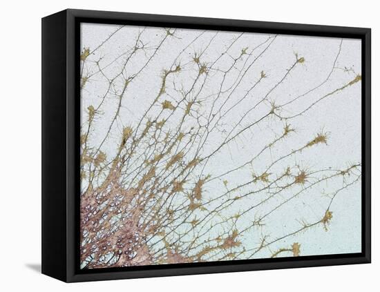 Nerve Cell Culture, SEM-Steve Gschmeissner-Framed Stretched Canvas