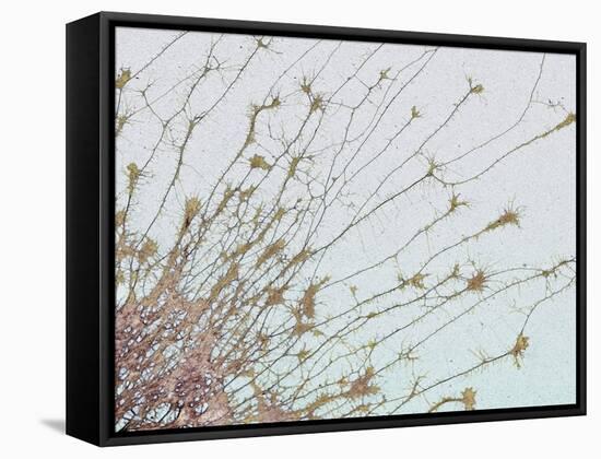 Nerve Cell Culture, SEM-Steve Gschmeissner-Framed Stretched Canvas