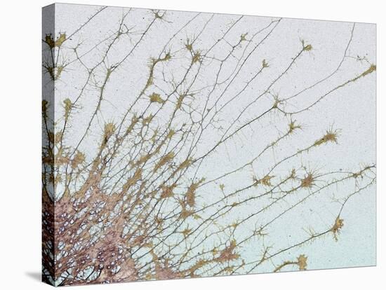Nerve Cell Culture, SEM-Steve Gschmeissner-Stretched Canvas
