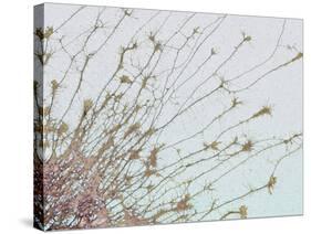 Nerve Cell Culture, SEM-Steve Gschmeissner-Stretched Canvas