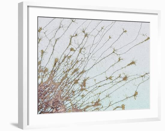 Nerve Cell Culture, SEM-Steve Gschmeissner-Framed Photographic Print